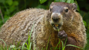 Groundhog_ Eating_ Grass_ Closeup.jpg Wallpaper