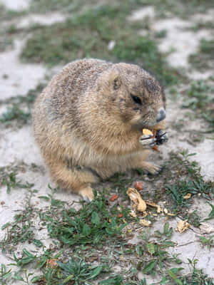 Groundhog Eating Treats.jpg Wallpaper