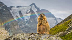 Groundhog Mountain Rainbow Wallpaper