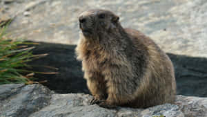 Groundhogon Rock Wallpaper