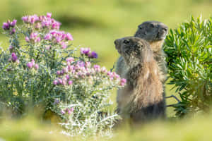 Groundhogs Peeking Through Flowers.jpg Wallpaper