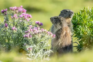 Groundhogs Peeking Through Flowers.jpg Wallpaper