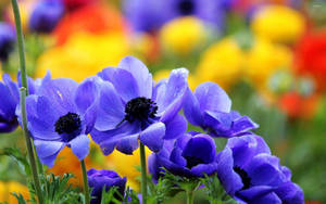 Group Of Anemone Flowers Wallpaper