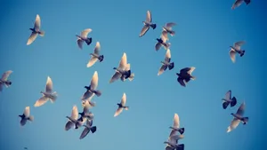 Group Of Birds Flying Over The Clear Sky Wallpaper