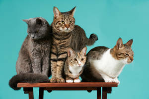 Group Of Cats Wallpaper