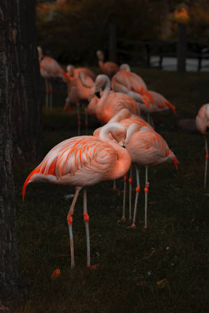 Group Of Flamingoes Wallpaper