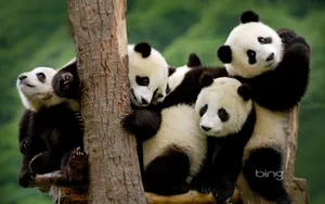 Group Of Pandas Image Wallpaper