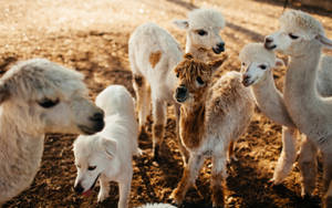 Group Of Young Alpacas Wallpaper