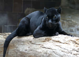 Grown Cute Black Panther Wallpaper