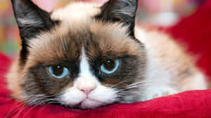 Grumpy Cat Laying On A Red Blanket Wallpaper