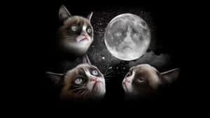 Grumpy Cat Moon Wallpaper