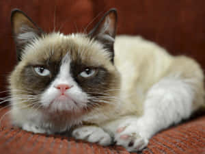 Grumpy Cat Portrait Wallpaper