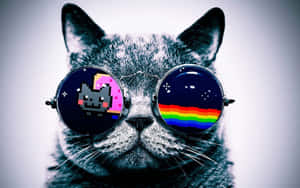 Grumpy Cat Rainbow Wallpaper