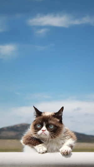 Grumpy Cat Shows Her Disapproval Wallpaper