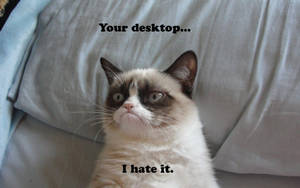Grumpy Desktop Funny Meme Wallpaper