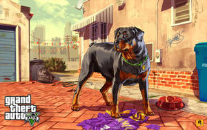Gta San Andreas 4k: Chop The Rottweiler Dog Wallpaper