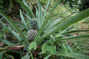 Guadeloupe Pineapple Plant Wallpaper