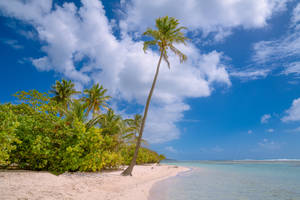 Guadeloupe Single Coconut Tree Wallpaper