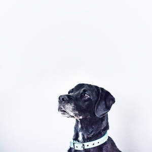 Guard Dog With Collar Wallpaper