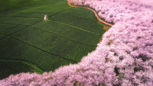 Guizhou Tea Garden Wallpaper