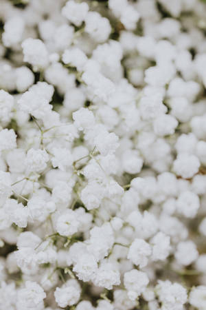 Gypsophilia Elegance - Greatly Capturing A Stunning Array Of White Flowers In Selective Focus. Wallpaper