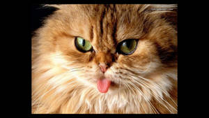 Hairy Funny Cat Making Face Wallpaper