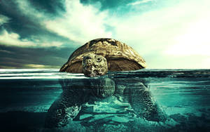 Half-submerged Tortoise Photo Wallpaper