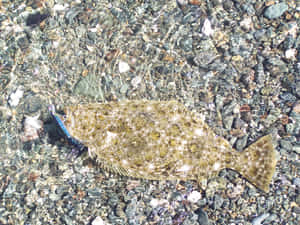 Halibut Camouflagedon Pebbled Shore Wallpaper