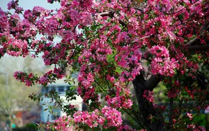 Hall Crabapple Flowers Wallpaper