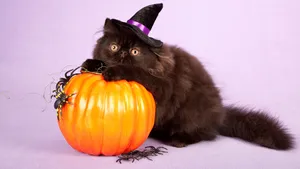 Halloween Cat 1920 X 1080 Wallpaper Wallpaper