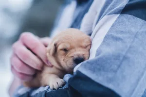 Hand Carried Puppy Wallpaper