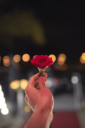 Hand Holding Red Rose Flower Wallpaper
