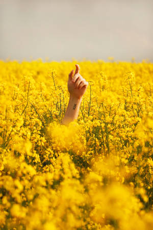 Hand In Flowers Yellow Hd Iphone Wallpaper