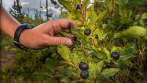Hand Picking Huckleberriesin Wild Wallpaper