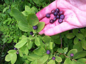Handpicked Huckleberriesin Nature Wallpaper
