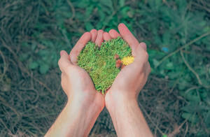 Hands With Grasses Wallpaper