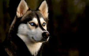 Handsome Brown Siberian Husky Wallpaper