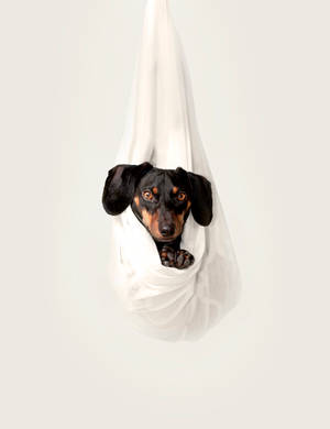 Hanging Beagle Puppy Wallpaper