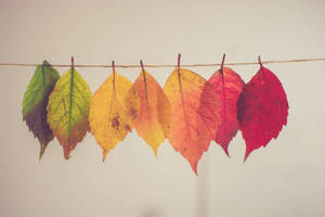 Hanging Leaves In Cute Fall Aesthetic Wallpaper