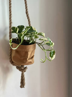 Hanging Plant On Wall Aesthetic Wallpaper