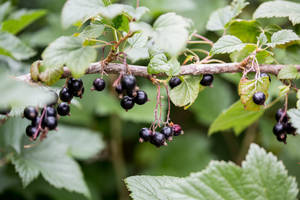 Hanging Tiny Blackcurrant Wallpaper