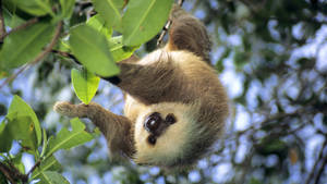 Hanging Young Sloth Wallpaper