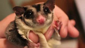 Happy Beaming Sugar Glider Wallpaper