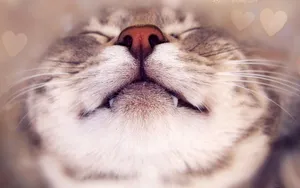 Happy Cat With Fangs Wallpaper