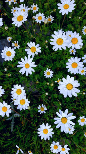 Happy Daisies Flower Mobile Wallpaper