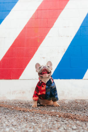 Happy Dog In Bape Jacket Wallpaper