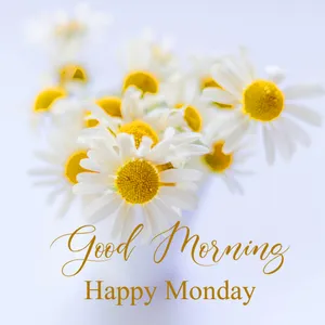 Happy Monday Chamomile Wallpaper