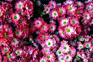 Hardy Chrysanthemum Flowers Wallpaper