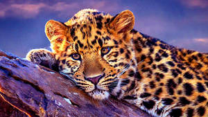 Harmless Leopard Resting Wallpaper