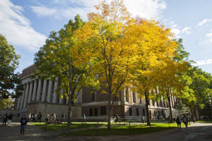 Harvard University Yard Tree Wallpaper